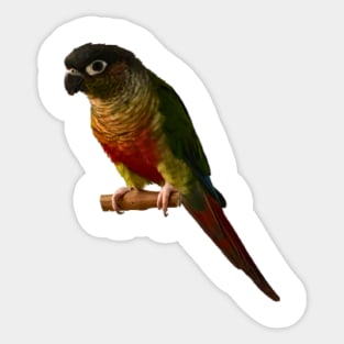 Green Cheek Conure Parrot Bird design, Love for birds Sticker